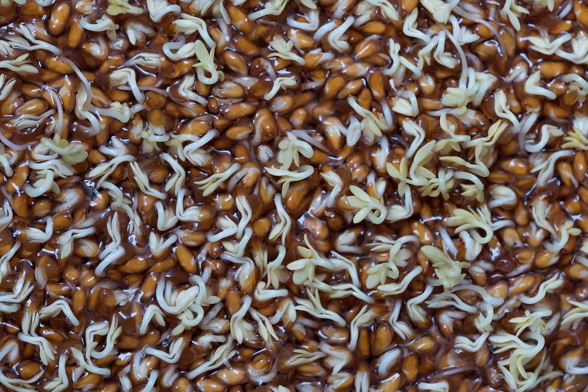 Germination de graines en bocal avec rinçage régulier