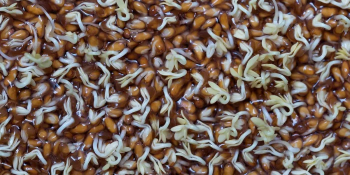 Assiette avec légumes crus, pousses germées et bocal de fermentation artisanale