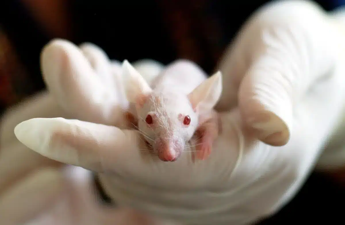 Étude scientifique avec des souris en laboratoire pour tester les effets de la chaleur sur le métabolisme.