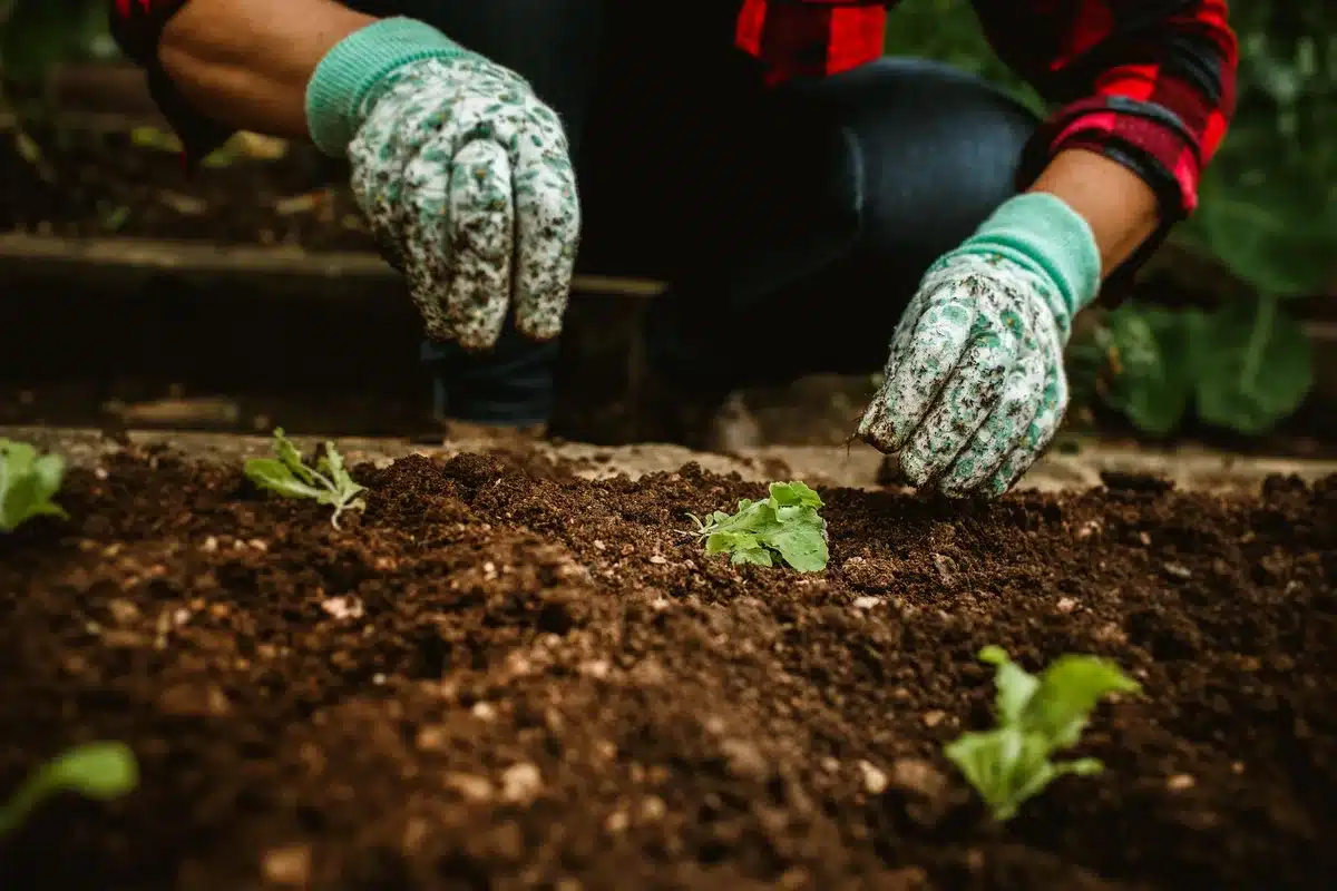 Tubercules plantés dans un sol riche et ensoleillé au potager.