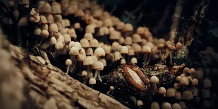 Illustration abstraite d'une molécule de psilocybine avec des voies neurales lumineuses symbolisant la transformation ps