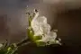 Mains cueillant délicatement des fleurs comestibles fraîches dans un jardin au petit matin