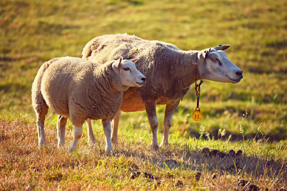 Camion de transport d'animaux à la ferme, vu de côté, sans animaux visibles