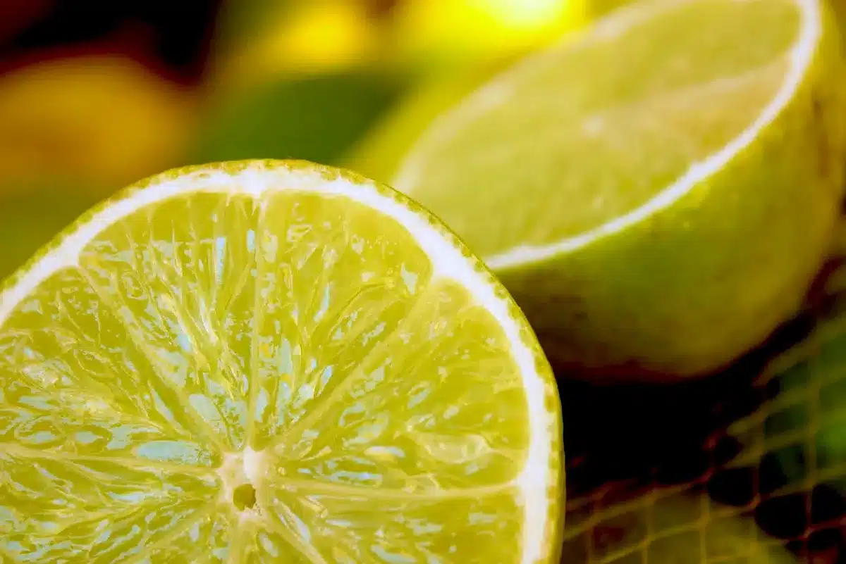Feuilles de verveine citronnelle sur une plante saine