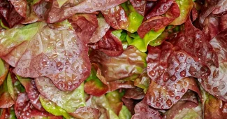 Table de cuisine en plein jour avec salades fraîches et carafe d'eau infusée
