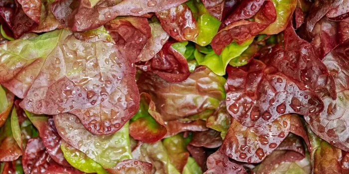 Table de cuisine en plein jour avec salades fraîches et carafe d'eau infusée