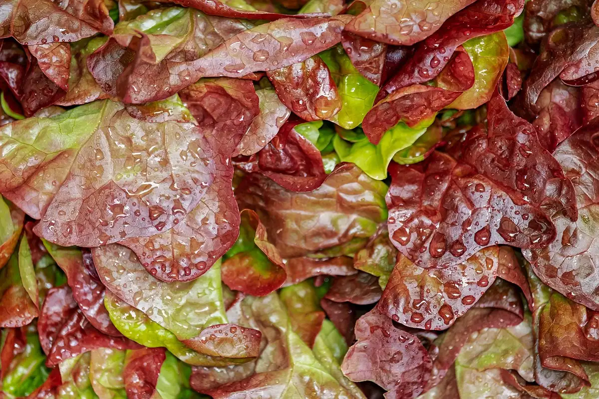 Table de cuisine en plein jour avec salades fraîches et carafe d'eau infusée