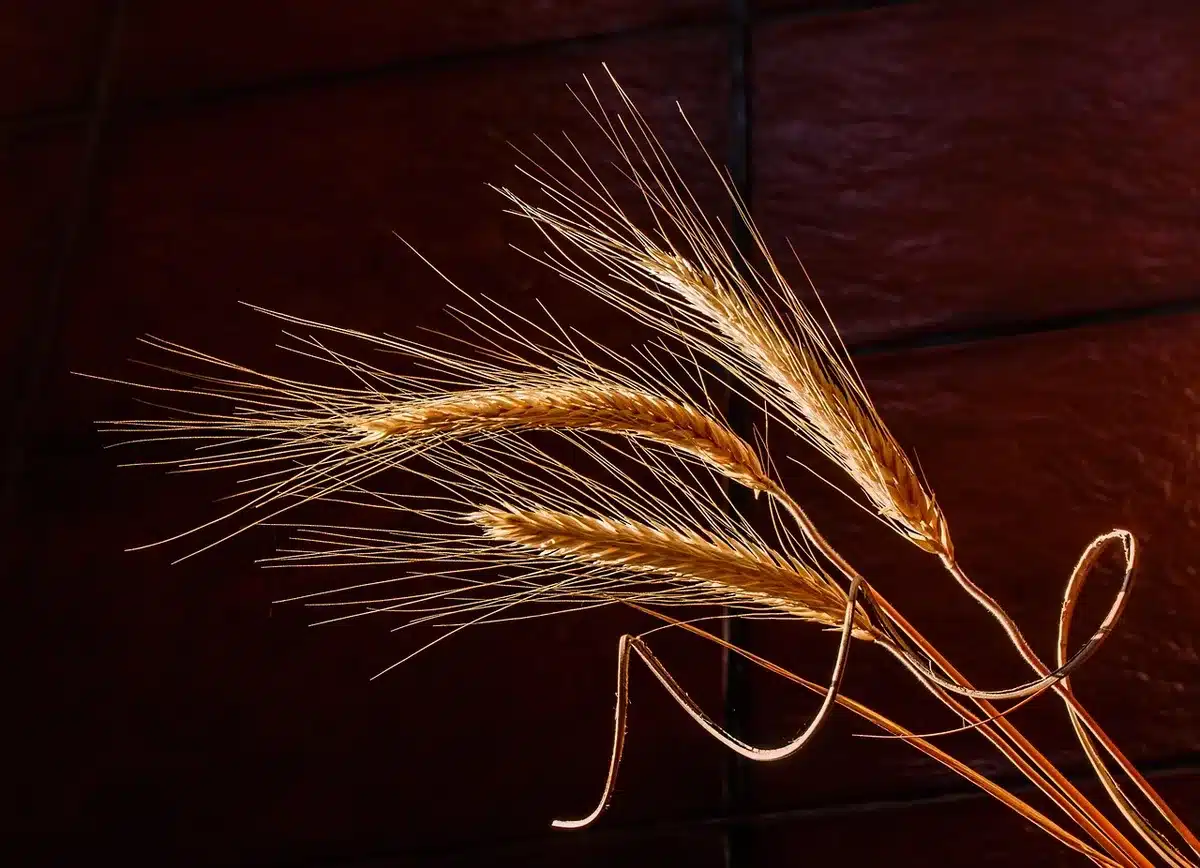 Gros plan comparatif de grains de blé dur et de blé tendre côte à côte