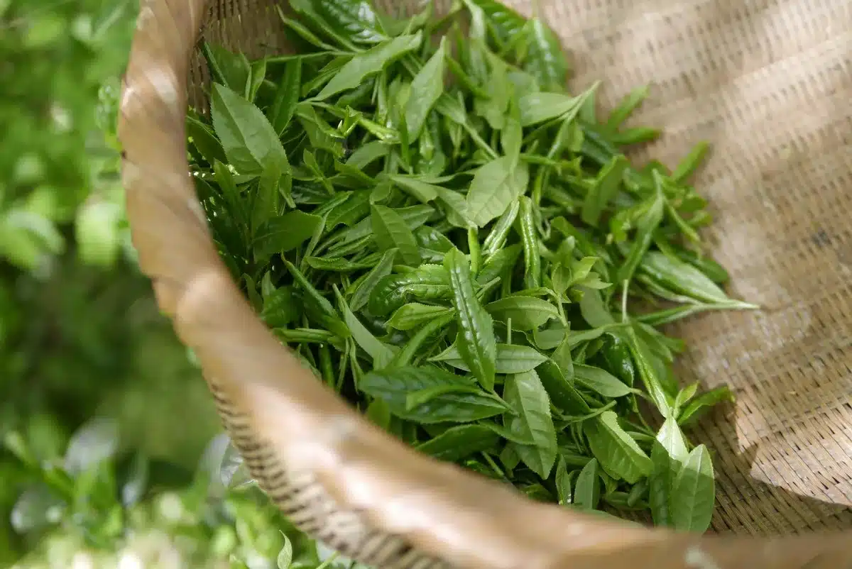 Tasse d'infusion de thym posée près d'une fenêtre en journée