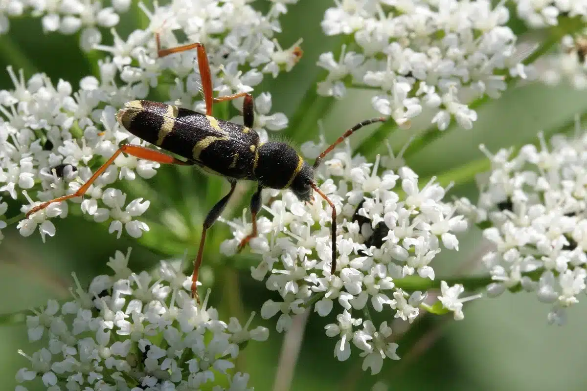 Têtes florales crème du sureau noir en gros plan