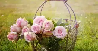 Mains anonymes cueillant des ombelles de fleurs de sureau près d'un panier au soleil