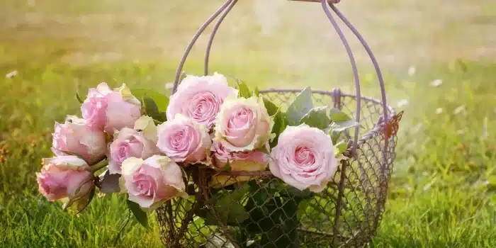 Mains anonymes cueillant des ombelles de fleurs de sureau près d'un panier au soleil