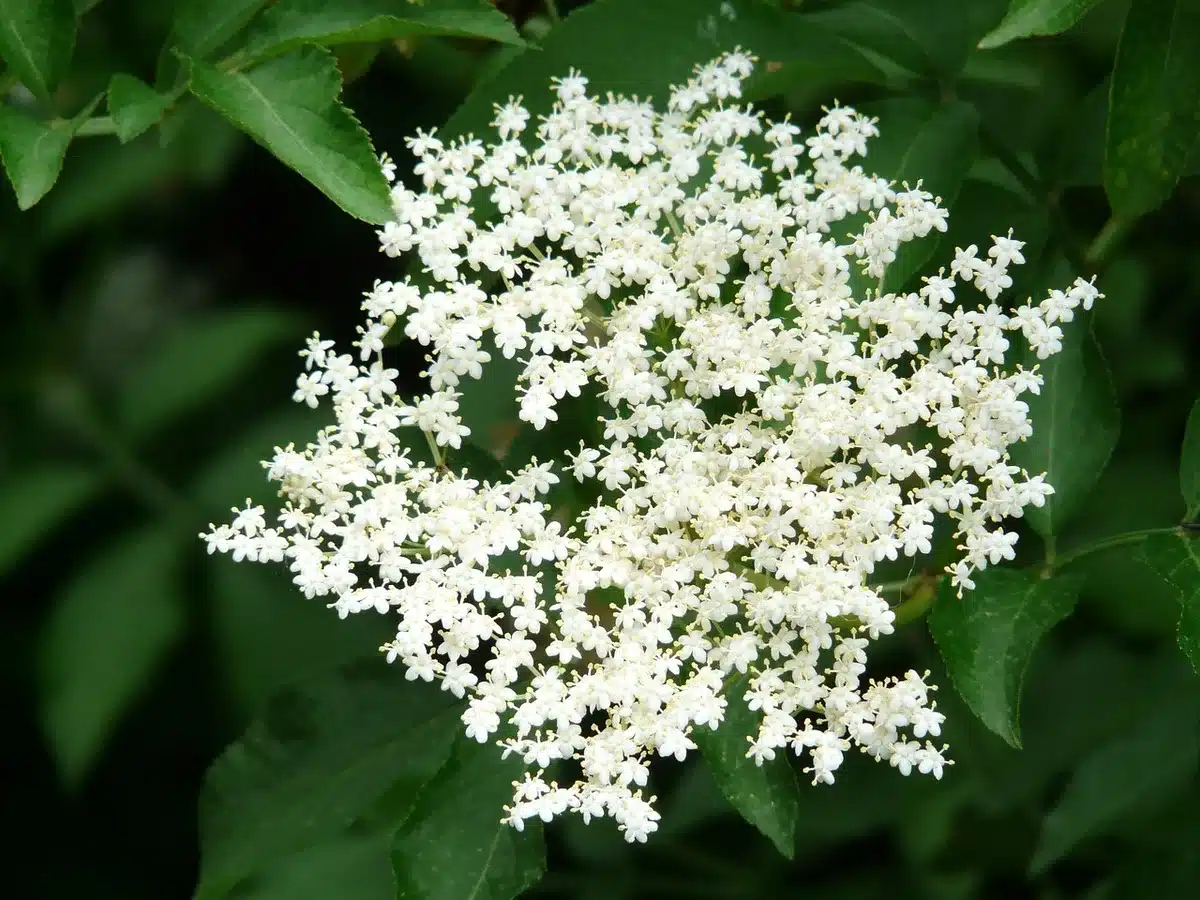 Ombelle de sureau noir en plein jour pour identifier la plante