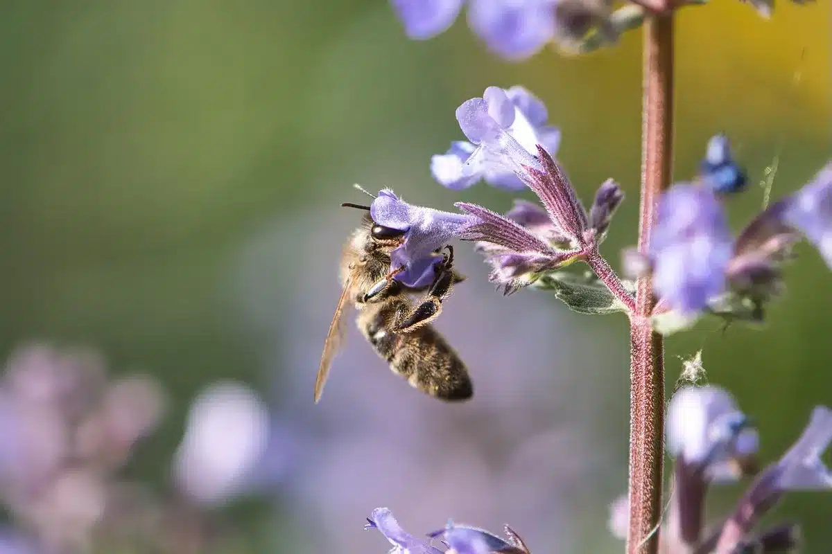 Personne observant et cueillant des plantes sauvages dans un jardin en plein jour
