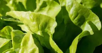 Mains récoltant du pourpier frais dans un potager en plein jour
